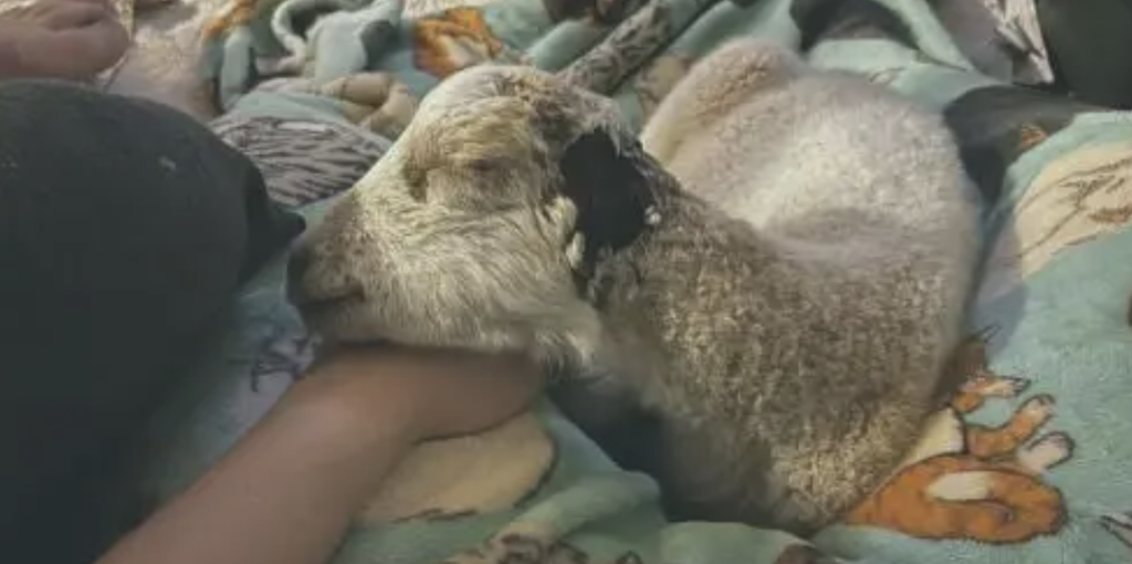 Screenshot 2025-02-05 at 8.01.19 AM